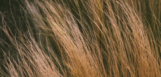 HOW TO LIGHTEN DARK BROWN HAIR